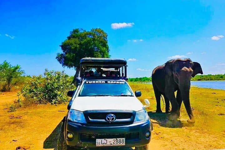 Udawalawe 4-Hour Private Jeep Safari — Elephant & Birdwatching Adventure photo 4
