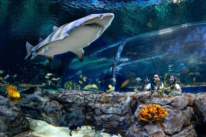 Explore Odysseo Oceanarium Mauritius: Port Louis Aquarium Tickets & Visitor Guide