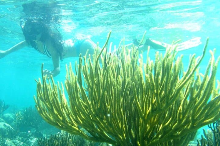 Cozumel Snorkeling: El Cielo Sandbar, Colombia & Palancar Reefs Private Tour photo 6