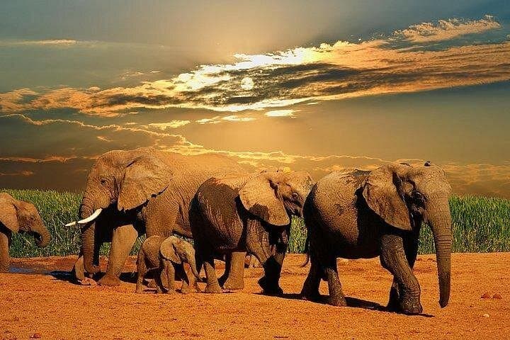 Aquila Private Game Reserve Day Safari from Cape Town — Big Five in a Day photo 2