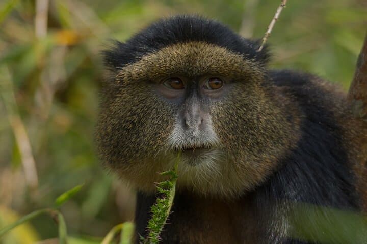 3-Day Private Rwanda Gorilla & Golden Monkey Trek in Volcanoes National Park photo 4