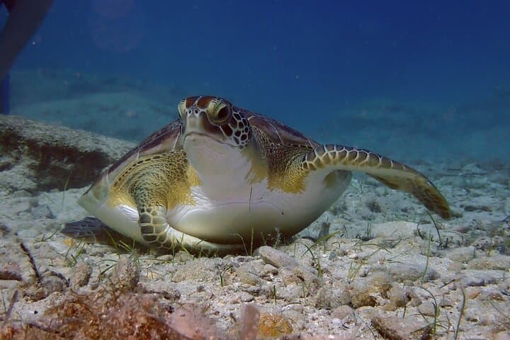 Snorkel with Sea Turtles in Protaras: Guided Marine-Biologist Tours