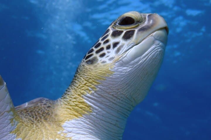 Snorkel with Sea Turtles in Protaras: Guided Marine-Biologist Tours photo 5