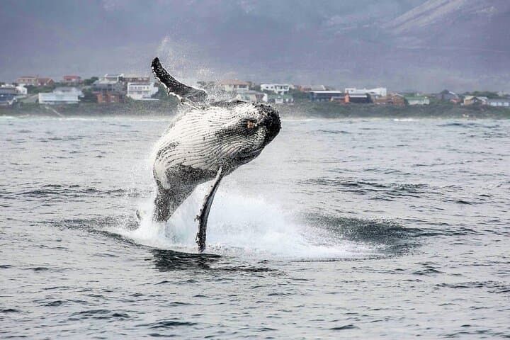 Cape Town to Hermanus Whale Watching: Full-Day Boat Trip with Wine & Penguins photo 2