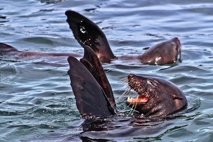 Cape Town to Hermanus Whale Watching: Full-Day Boat Trip with Wine & Penguins photo 3