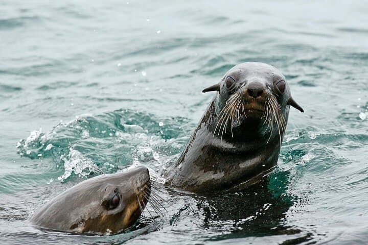 Cape Town to Hermanus Whale Watching: Full-Day Boat Trip with Wine & Penguins photo 4