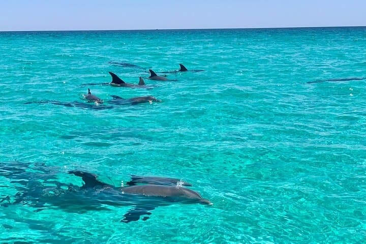 Private Crab Island Snorkeling & Dolphin Cruise — Destin Gulf Adventure photo 3