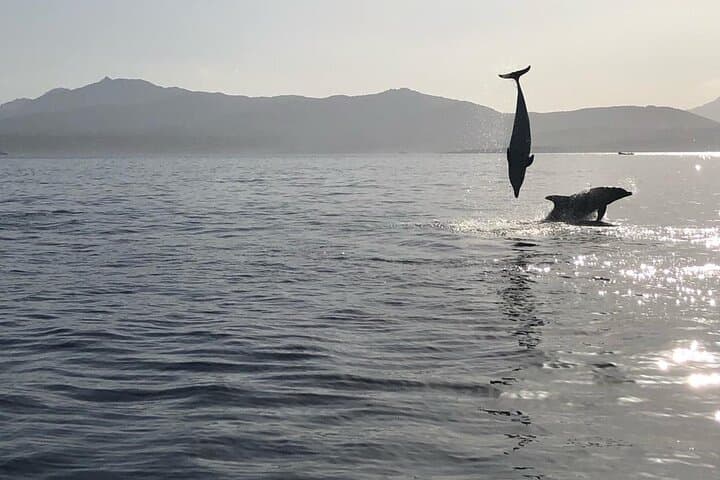 Figarolo Dolphin Watching and Snorkeling — Half-Day Tour from Olbia photo 2