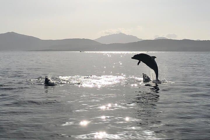 Figarolo Dolphin Watching and Snorkeling — Half-Day Tour from Olbia photo 5