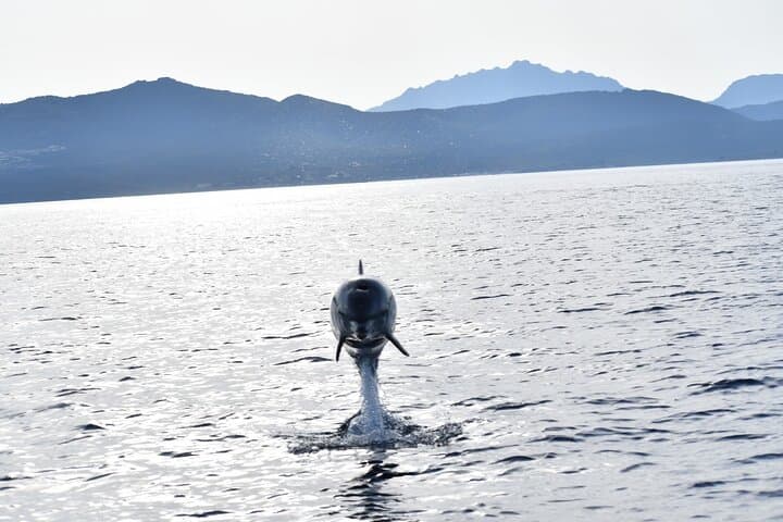 Figarolo Dolphin Watching and Snorkeling — Half-Day Tour from Olbia photo 6