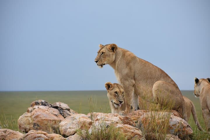 7-Day Highlights of Tanzania: Tarangire, Serengeti & Ngorongoro Safari
