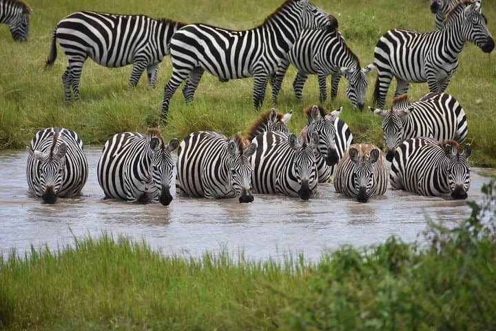 7-Day Highlights of Tanzania: Tarangire, Serengeti & Ngorongoro Safari photo 2