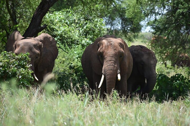7-Day Highlights of Tanzania: Tarangire, Serengeti & Ngorongoro Safari photo 3