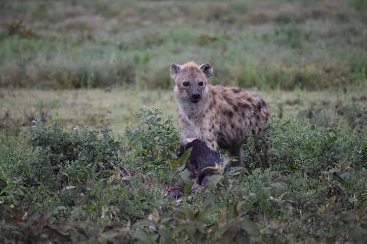 7-Day Highlights of Tanzania: Tarangire, Serengeti & Ngorongoro Safari photo 4