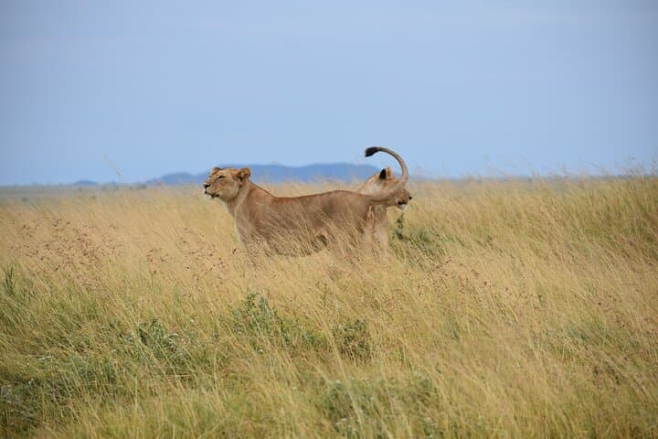 7-Day Highlights of Tanzania: Tarangire, Serengeti & Ngorongoro Safari photo 5
