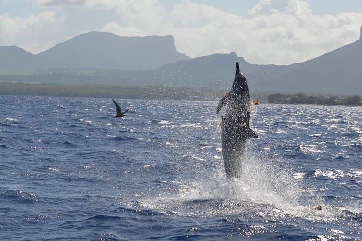Snorkel with Dolphins and Lunch on Ile aux Beniers — Speedboat Adventure from Tamarin photo 1