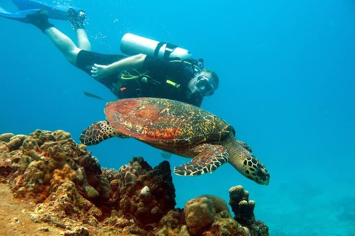 Koh Tao VIP Snorkelling Tour from Koh Samui — Small-Group Reef Experience photo 6