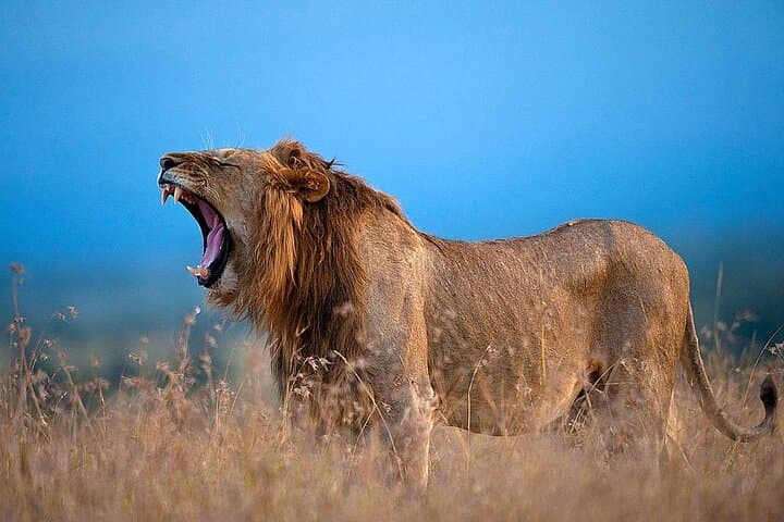Ol Pejeta Conservancy Day Tour from Nairobi — Rhinos, Chimp Sanctuary & Game Drives photo 3