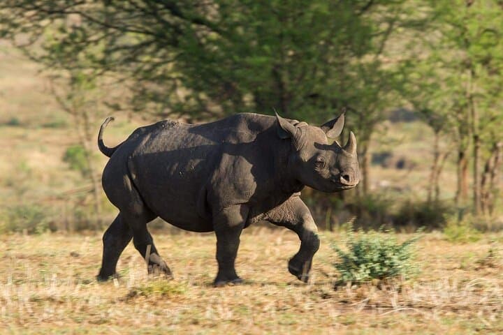 3-Day Northern Circuit Safari: Tarangire, Lake Manyara & Ngorongoro Crater photo 5