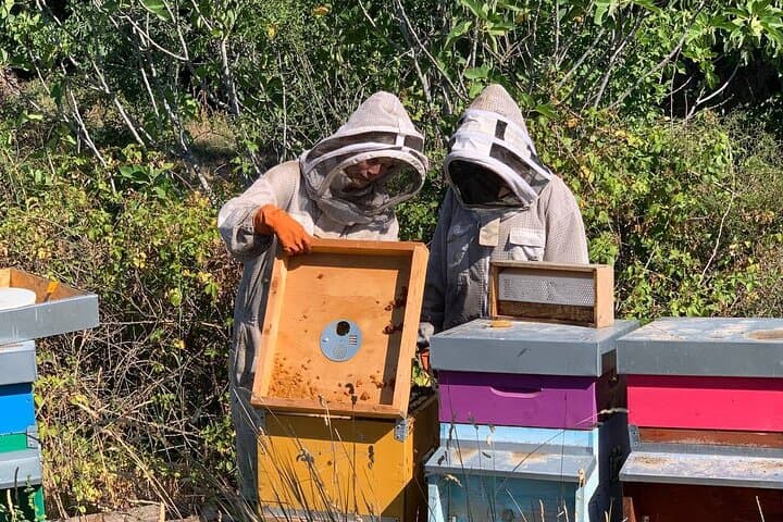 From Hive to Jar: Beekeeping Experience and Honey Tasting near Rome