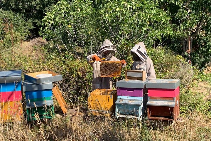 From Hive to Jar: Beekeeping Experience and Honey Tasting near Rome photo 2