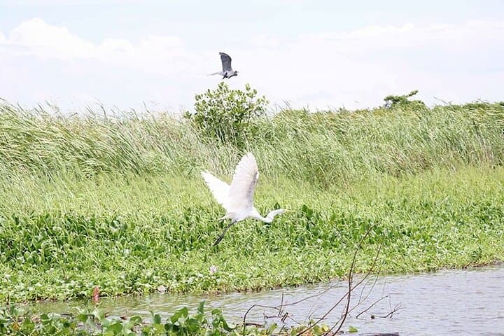 Monterrico Mangroves & Birdwatching: Boat Tour from Puerto Quetzal