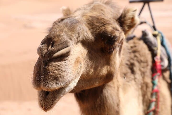 Sunset Camel Ride & Berber Dinner in Agafay Desert from Marrakech photo 5