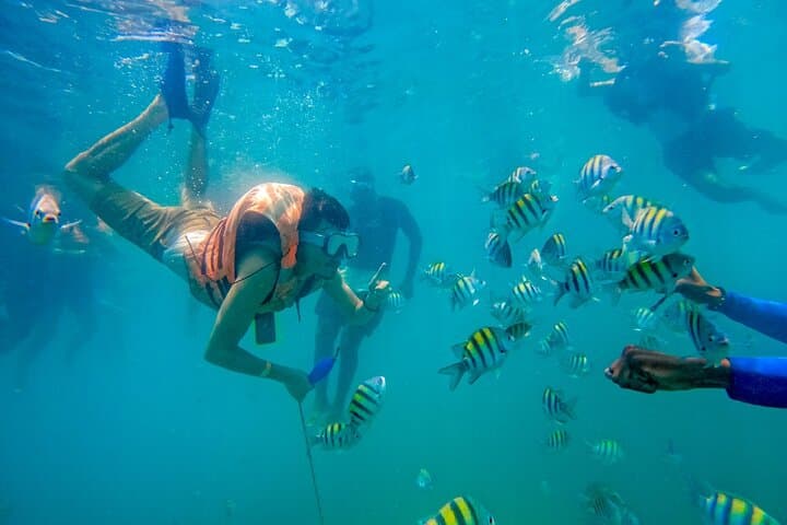 Full-Day Mangrove & Playa Blanca Adventure on Isla de Barú — Snorkel, Wildlife & Beach Club photo 5