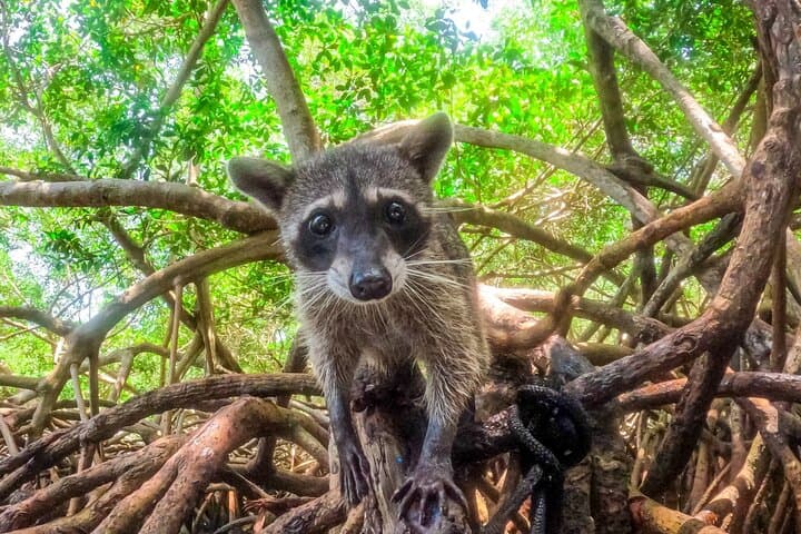 Full-Day Mangrove & Playa Blanca Adventure on Isla de Barú — Snorkel, Wildlife & Beach Club photo 2