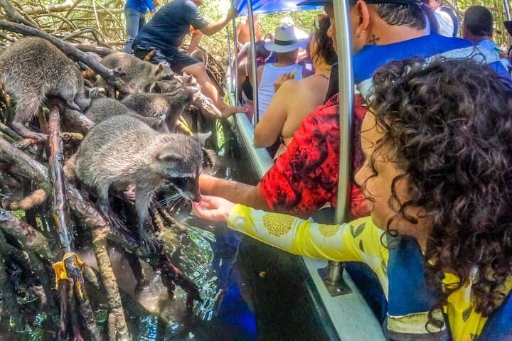 Full-Day Isla Barú Adventure: Snorkel, Mangroves & Bioluminescent Plankton photo 5