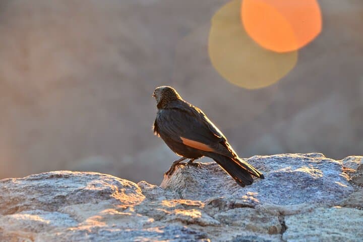 Mount Sinai Sunrise: Private Night Climb and St. Catherine Monastery from Sharm El Sheikh photo 3