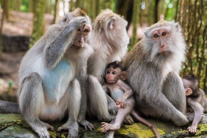 Private Day Tour: Ubud to Tanah Lot — Monkey Forest, Tegalalang & Sunset Temple photo 2