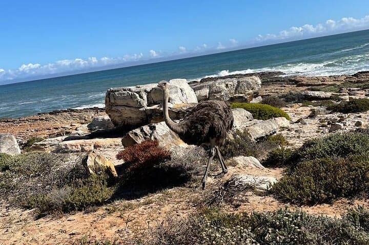 Cape Peninsula Private Tour: Table Mountain, Boulders Beach & Cape Point photo 5