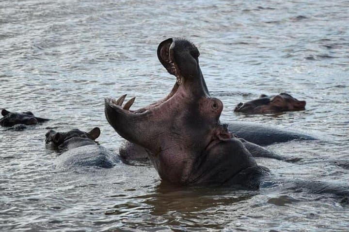 St Lucia Estuary Hippo & Crocodile Boat Safari from Richards Bay photo 5