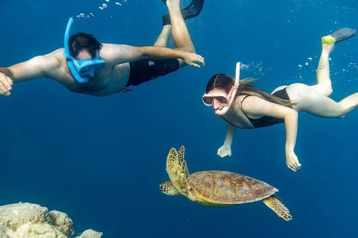 Private Turtle Snorkel Tour in Rarotonga — Guided Swim with Sea Turtles & Pro Photos photo 4