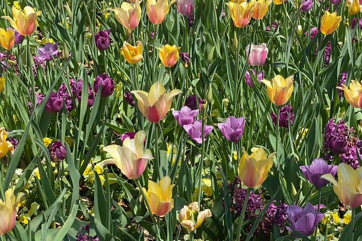 exploring-dallas-arboretum-botanical-gardens-guided-tour