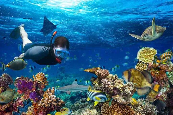Montego Bay Boat Snorkel and Margaritaville Hip Strip Excursion photo 6