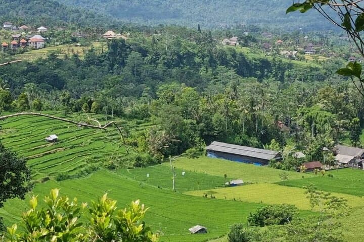 Bali One-Day Tour to Jatiluwih, Monkey Forest & Waterfall photo 2
