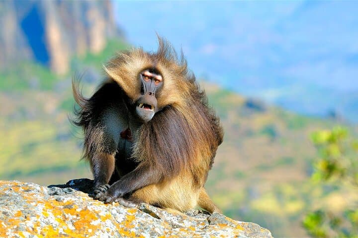 3-Day Simien Mountains Trek: Gelada Baboons, Jinbar Waterfall & Imet Gogo Views photo 2