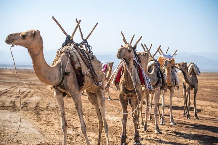 Danakil Depression: 3-Day Erta Ale & Dallol Adventure photo 6