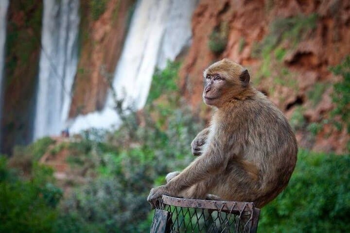 Day Trip to Ouzoud Waterfalls from Marrakech — Private Tour with Optional Boat Ride photo 2