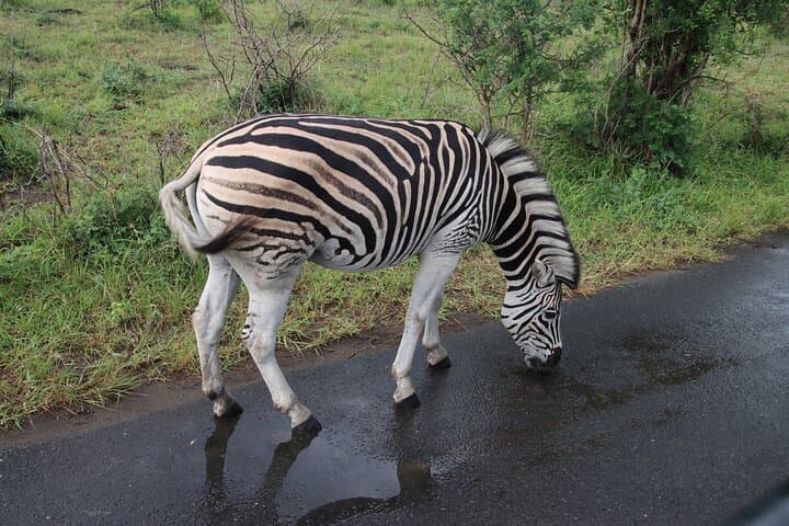 Richards Bay Big 5 Safari at Hluhluwe‑iMfolozi — 8–10 Hour Shore Excursion photo 5