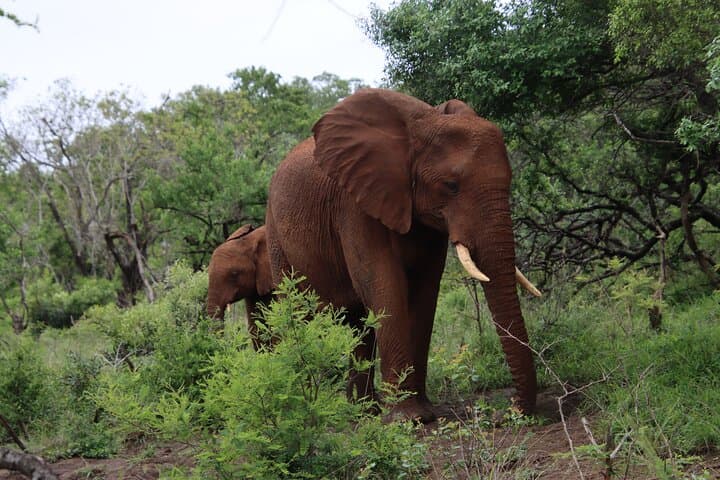 Richards Bay Big 5 Safari at Hluhluwe‑iMfolozi — 8–10 Hour Shore Excursion photo 6