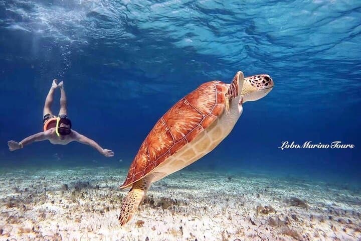 Cozumel Star & Turtle Sanctuary Snorkel — Palancar, Colombia, El Cielo photo 1