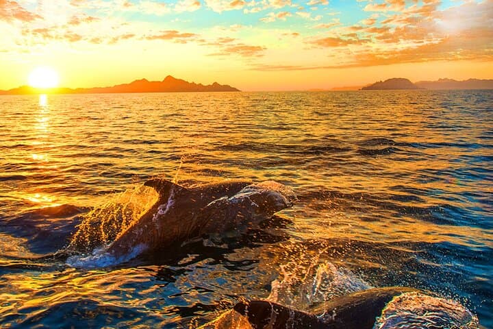 Dolphin Watching in Brijuni National Park — Sunset Cruise from Pula