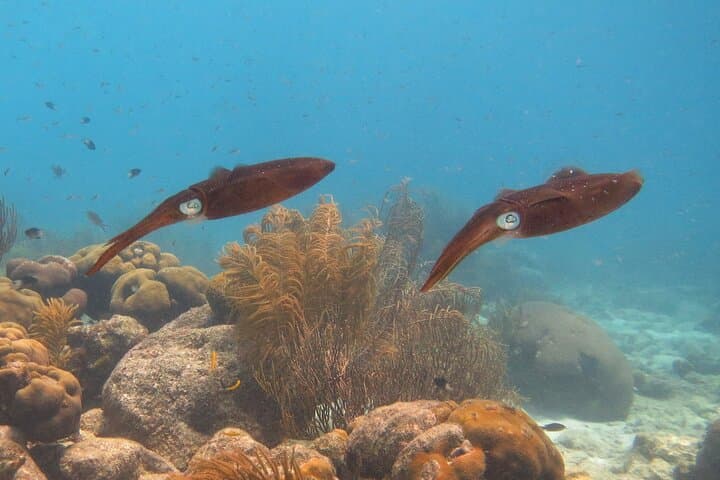 Private Bonaire Yacht Charter: Sail, Snorkel & Relax in the Marine Park photo 6