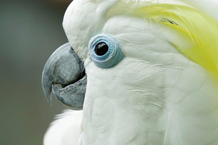 Bird Paradise Singapore: Practical Guide to Mandai’s 50-Acre Aviary photo 5