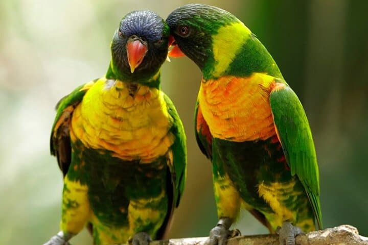 Bird Paradise Singapore: Practical Guide to Mandai’s 50-Acre Aviary photo 3
