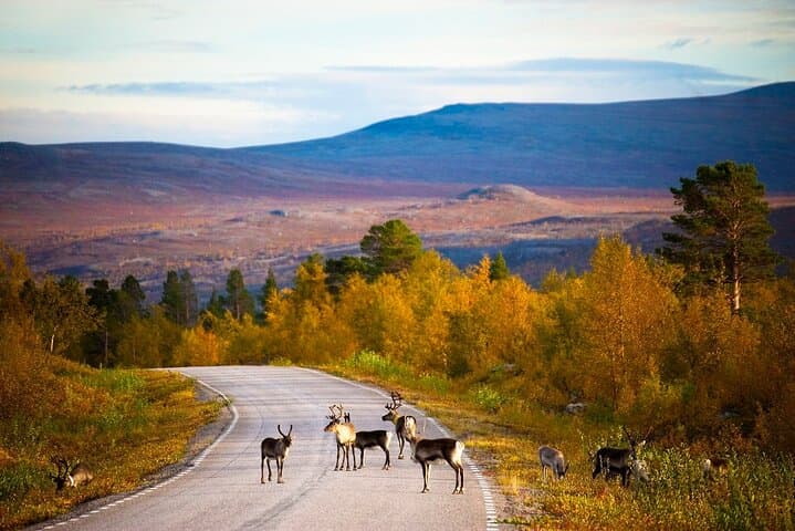 Day in the Tundra: Hike, Smoke Sauna & Cold Baths at UKK National Park photo 3