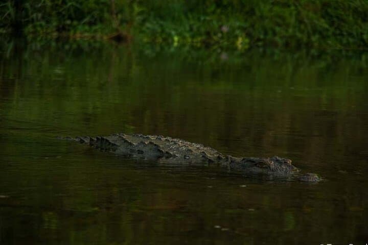 Chitwan Jungle Safari 2N3D: Rhino, Tiger & Tharu-Village Adventure photo 3